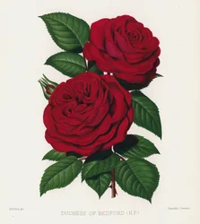 De Rozen Tuin: Hertogin van Bedford